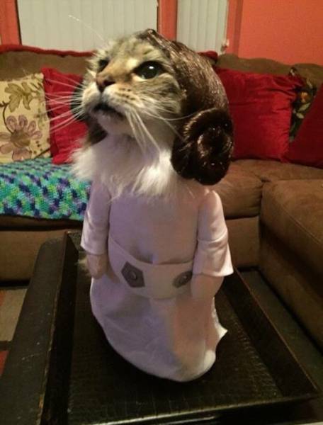 cat dressed as princess leia