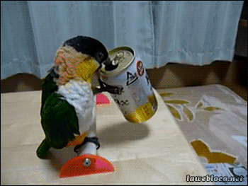 drunk parrot - lawebloca.net