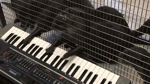 otter playing the piano - Casio