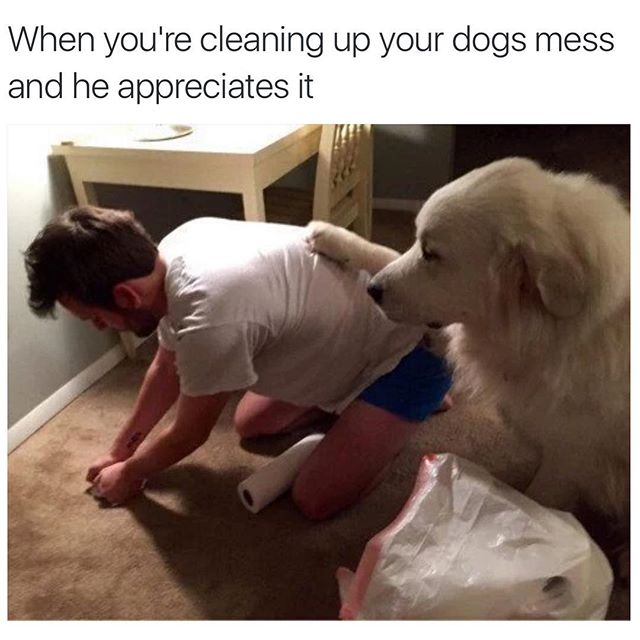 you are cleaning up your dog's mess - When you're cleaning up your dogs mess and he appreciates it