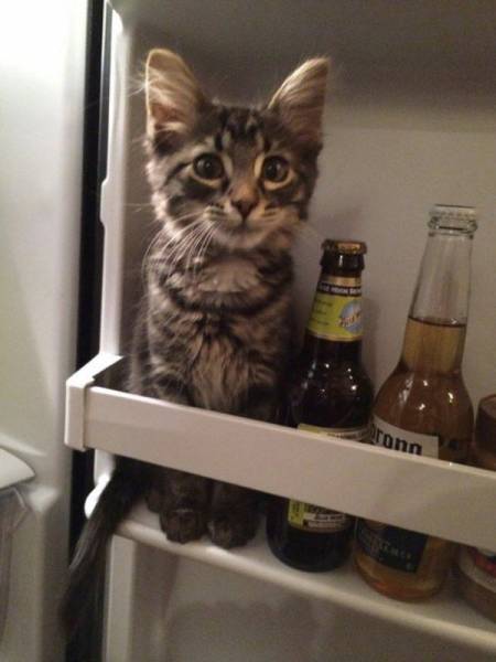 cat in the fridge - Conn