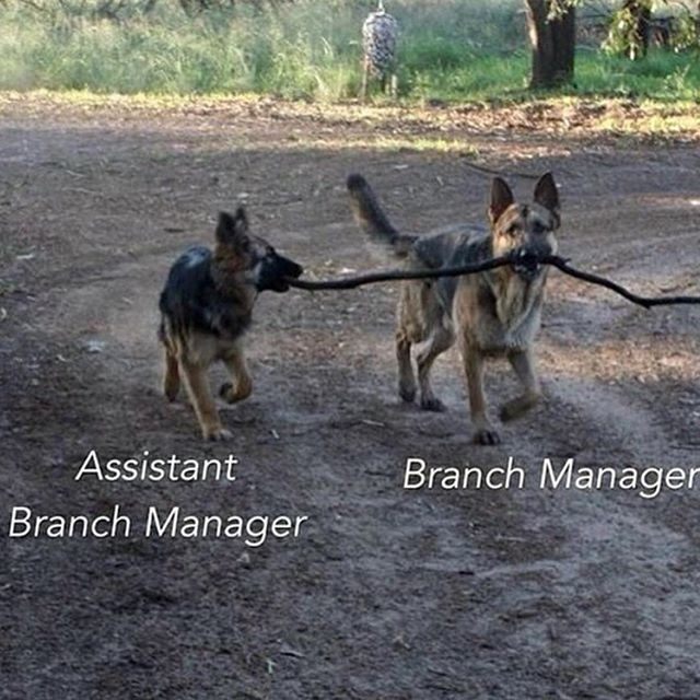 branch manager assistant branch manager dog - Assistant Branch Manager Branch Manager