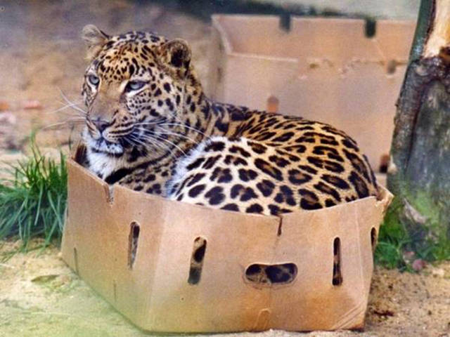 big cat box