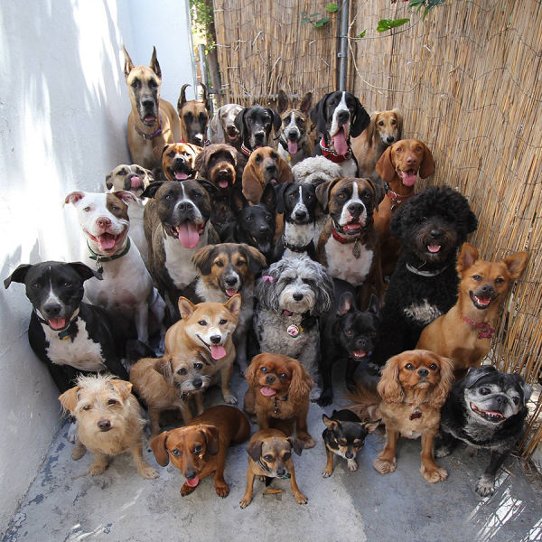 30 dogs - 100