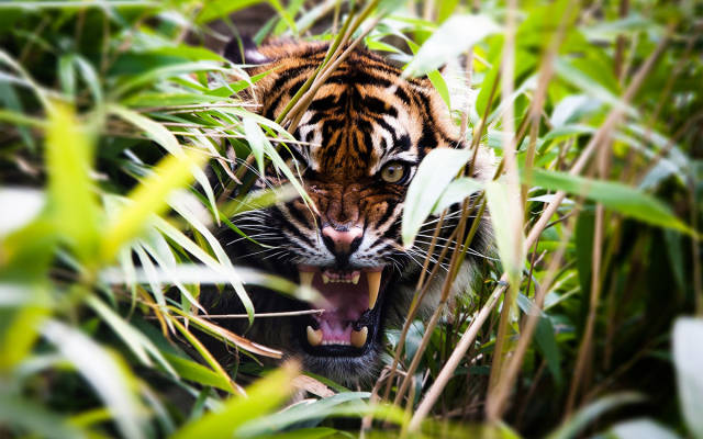 tiger roaring in jungle