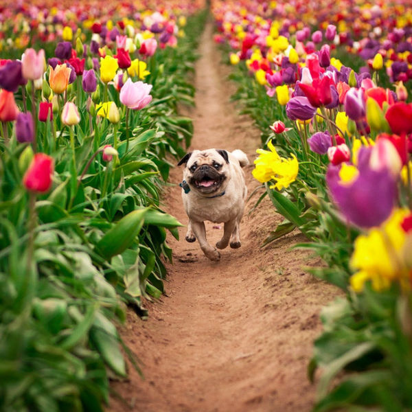 pug in tulips