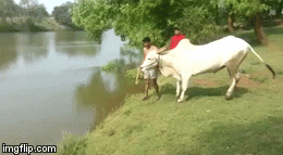 cow jumping in water gif - imgflip.com