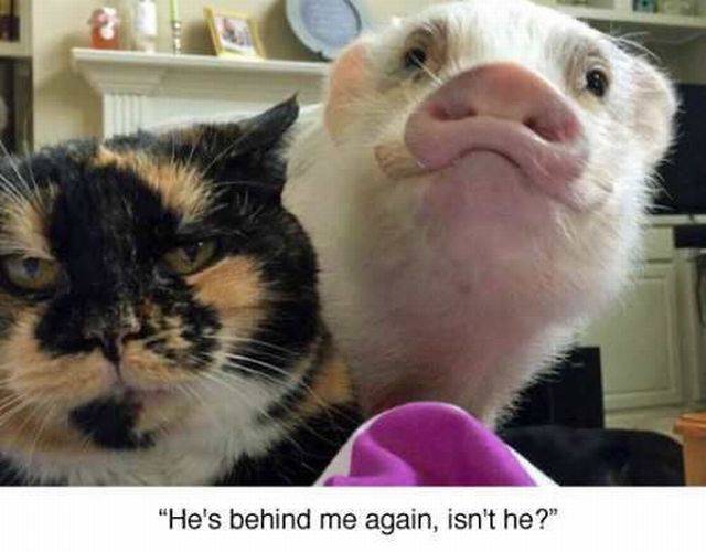 pig with duckface - "He's behind me again, isn't he?"