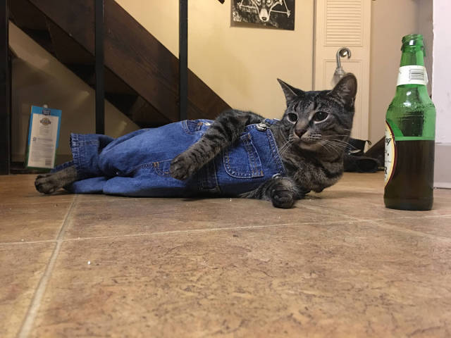 cat in overalls