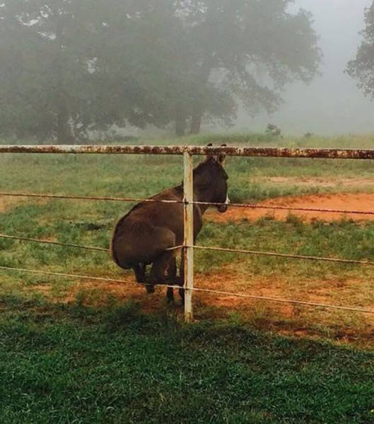 donkey on a fence