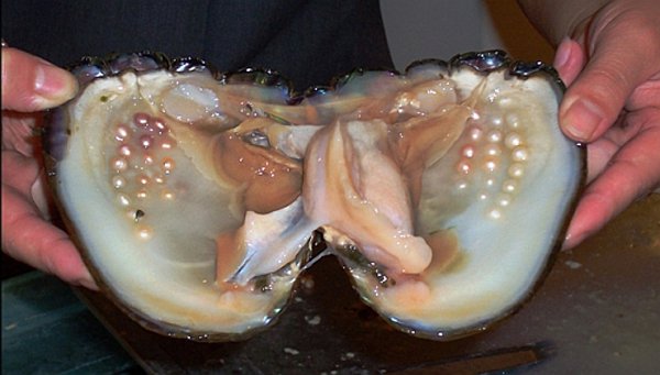 clams with pearls