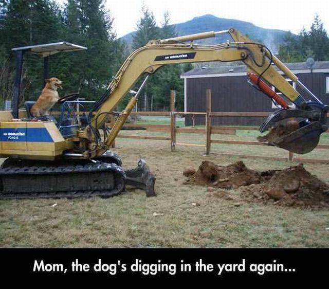 dog is digging in the yard again - Ho Mom, the dog's digging in the yard again...
