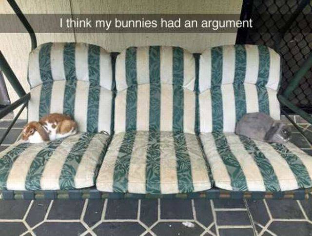 I think my bunnies had an argument