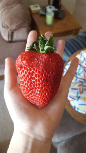 huge strawberries