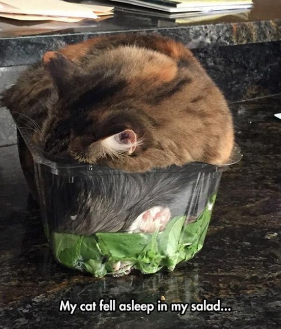 my cat fell asleep in my salad - My cat fell asleep in my salad...