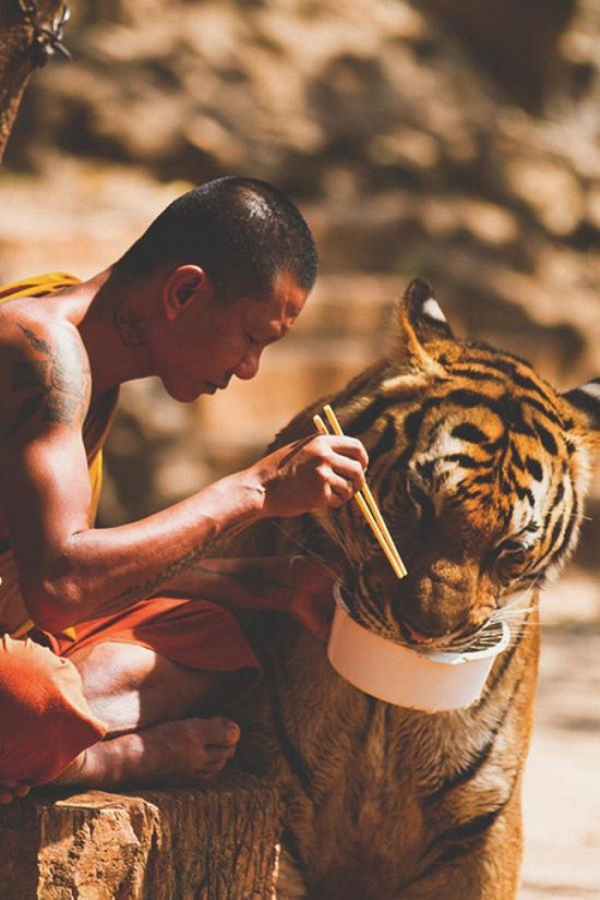 monk feeding tiger
