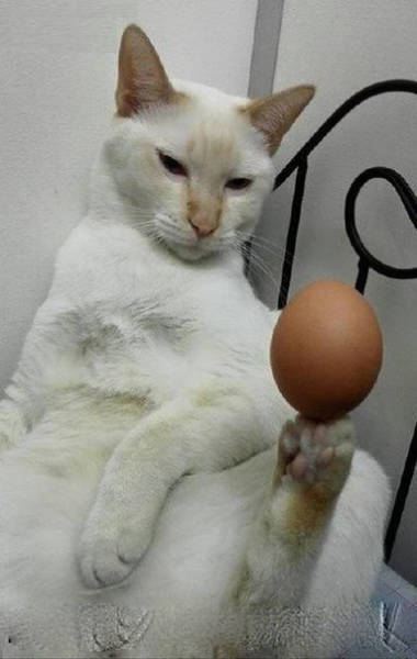 random pic cat balancing egg