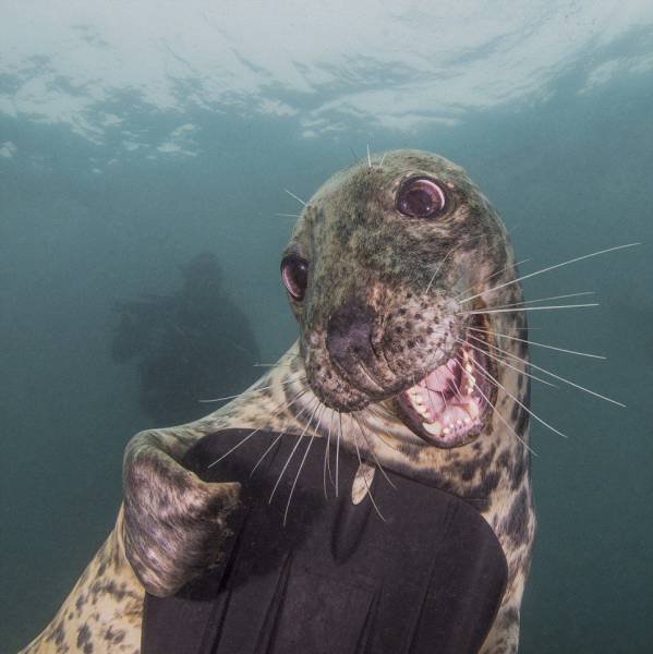 random pic seal hello