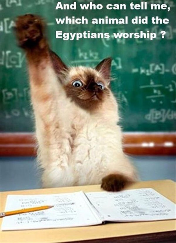 teachers pet funny - And who can tell me, which animal did the Egyptians worship?