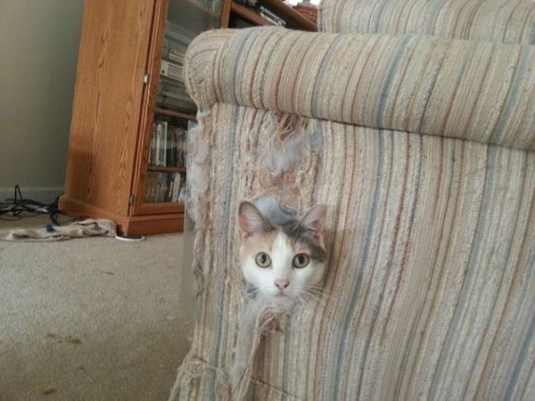 cat destroying furniture