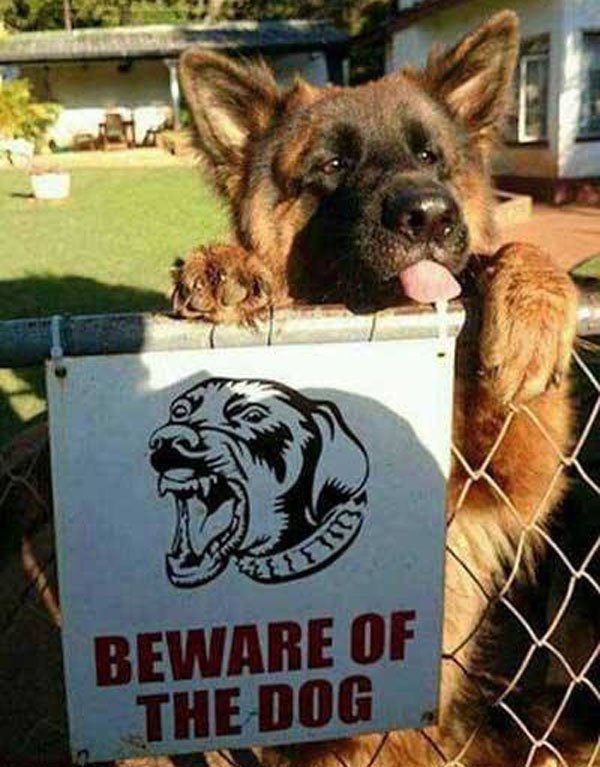 beware of the dog meme - Beware Of The Dog