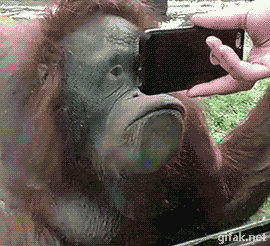 monkey watching phone - gitak.net