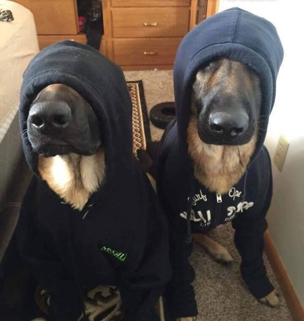 undercover k9