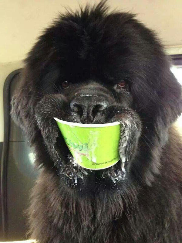 newfoundland dog puppy