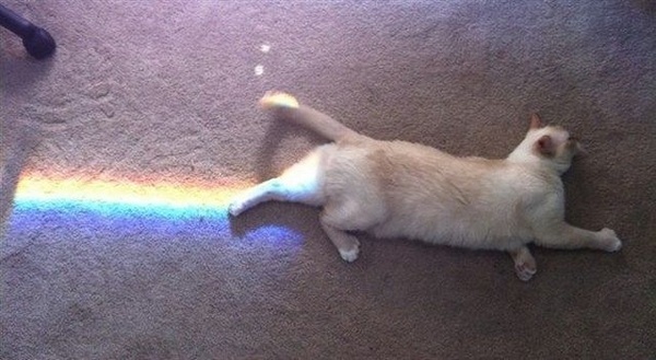 real nyan cat