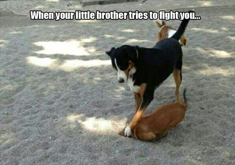 When your little brother tries to fight you...