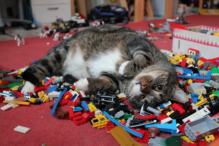 cat lego