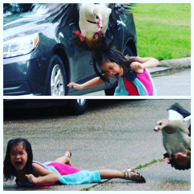 girl attacked by goose