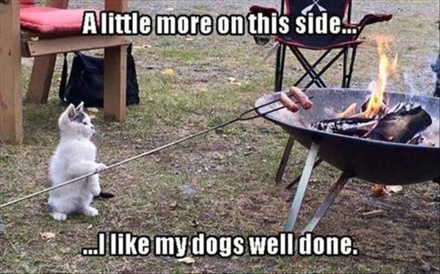 bbq animal meme - A little more on this side.. ..I my dogs well done.