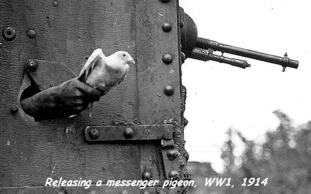 ww1 pigeon - Releasing a messenger pigeon, WW1, 1914