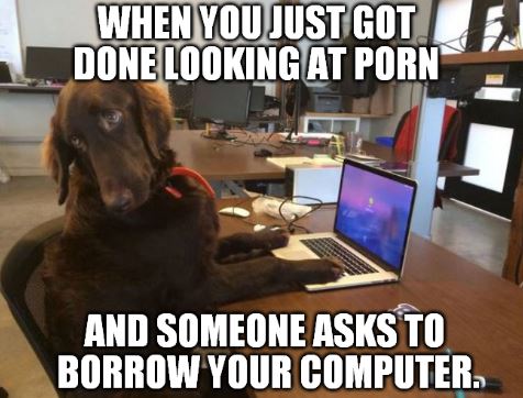 funny animals - When You Just Got Done Looking At Porn And Someone Asks To Borrow Your Computer