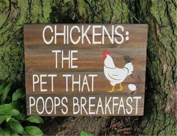 chickens the pet that poops breakfast sign - Chickens The Pet That Poops Breakfast