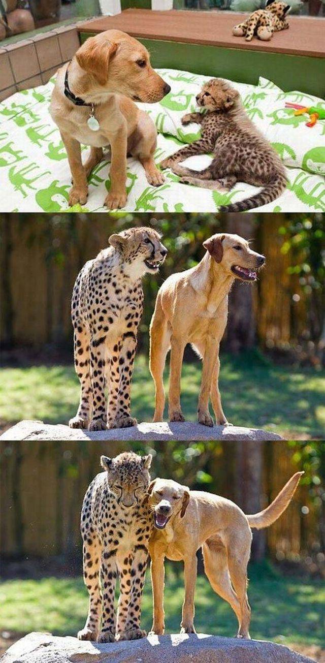 cheetah and dog best friends