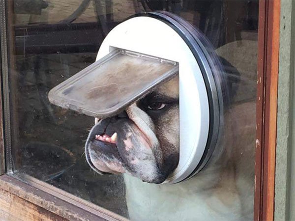 bulldog looking through cat door