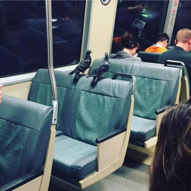 bird riding train