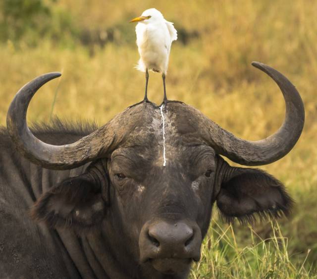 cool comedy wildlife photography awards