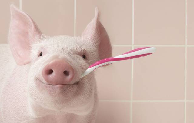 cool pig brushing teeth