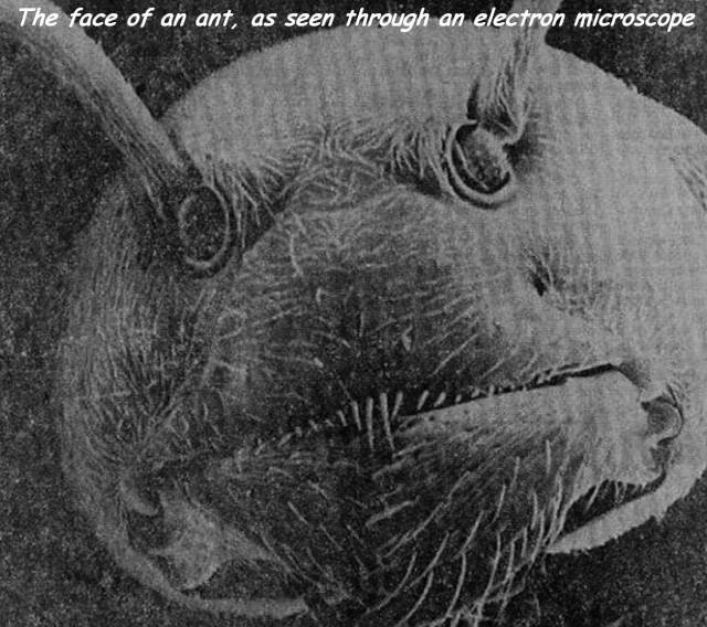 cool ant face electron microscope - The face of an ant, as seen through an electron microscope
