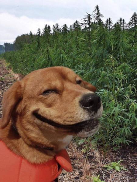 random dog smile weed