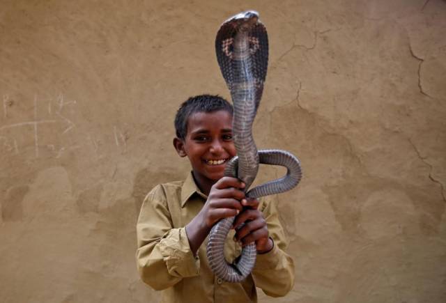 random snake charmer india