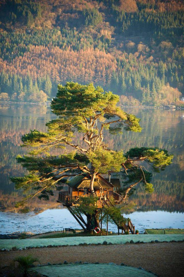 tree house scotland