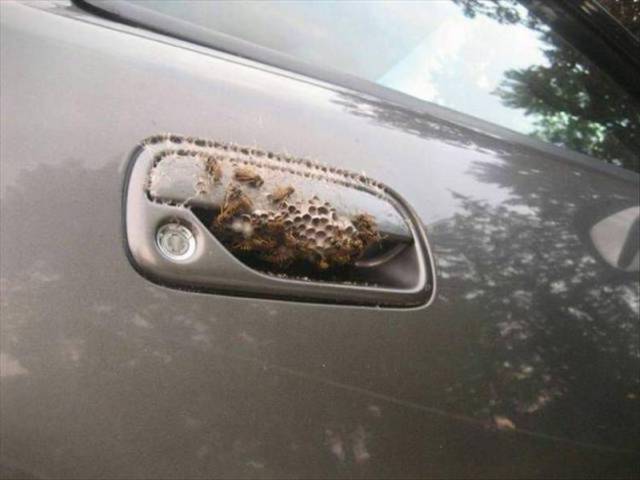 shit on door handle