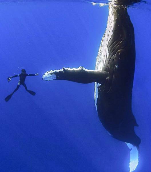 meet you im a whale