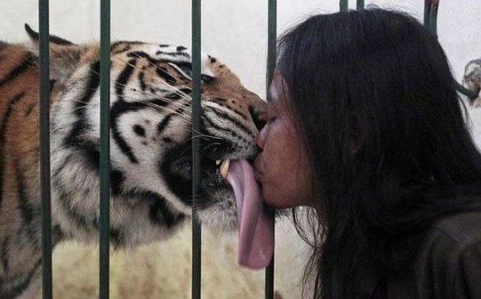 rough is a tiger's tongue
