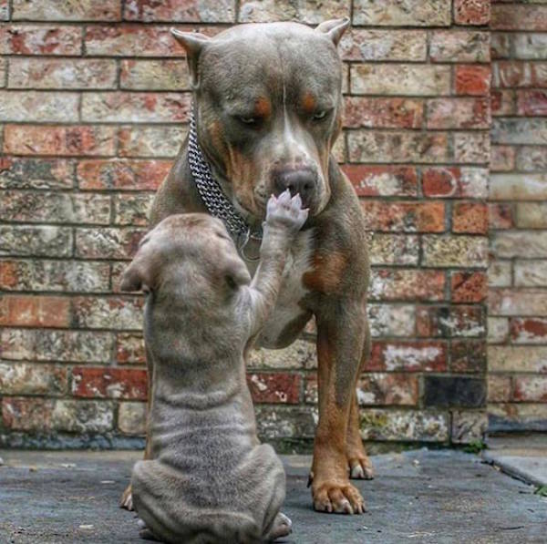 pit bull puppy with mom