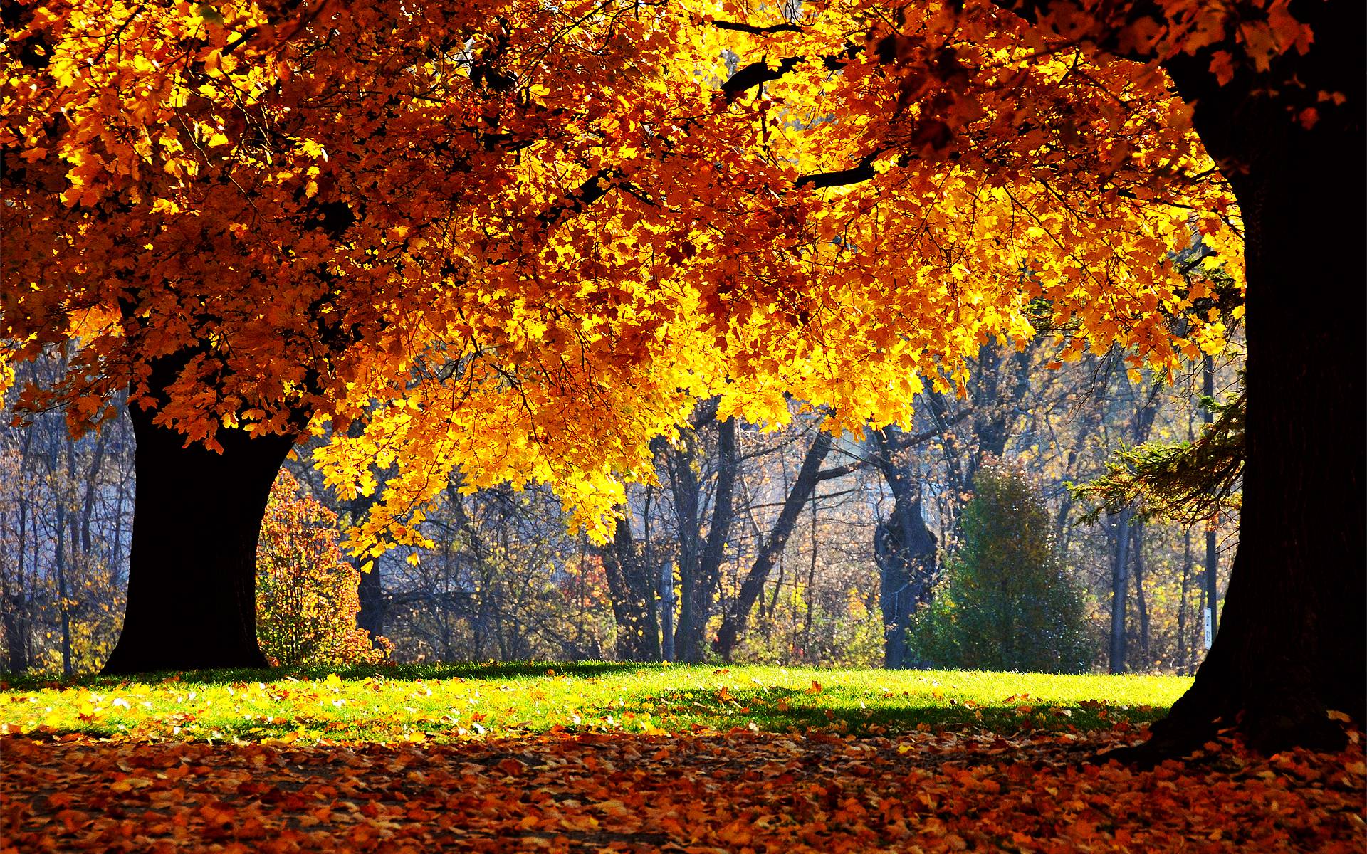 autumn desktop